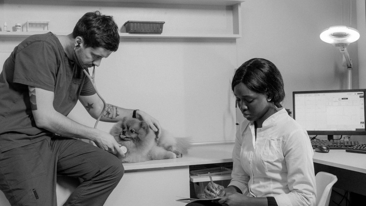 Cliniques Vétérinaires en PACA : Comment structurer votre SEO local pour capter les actes spécialisés et les urgences 24/7